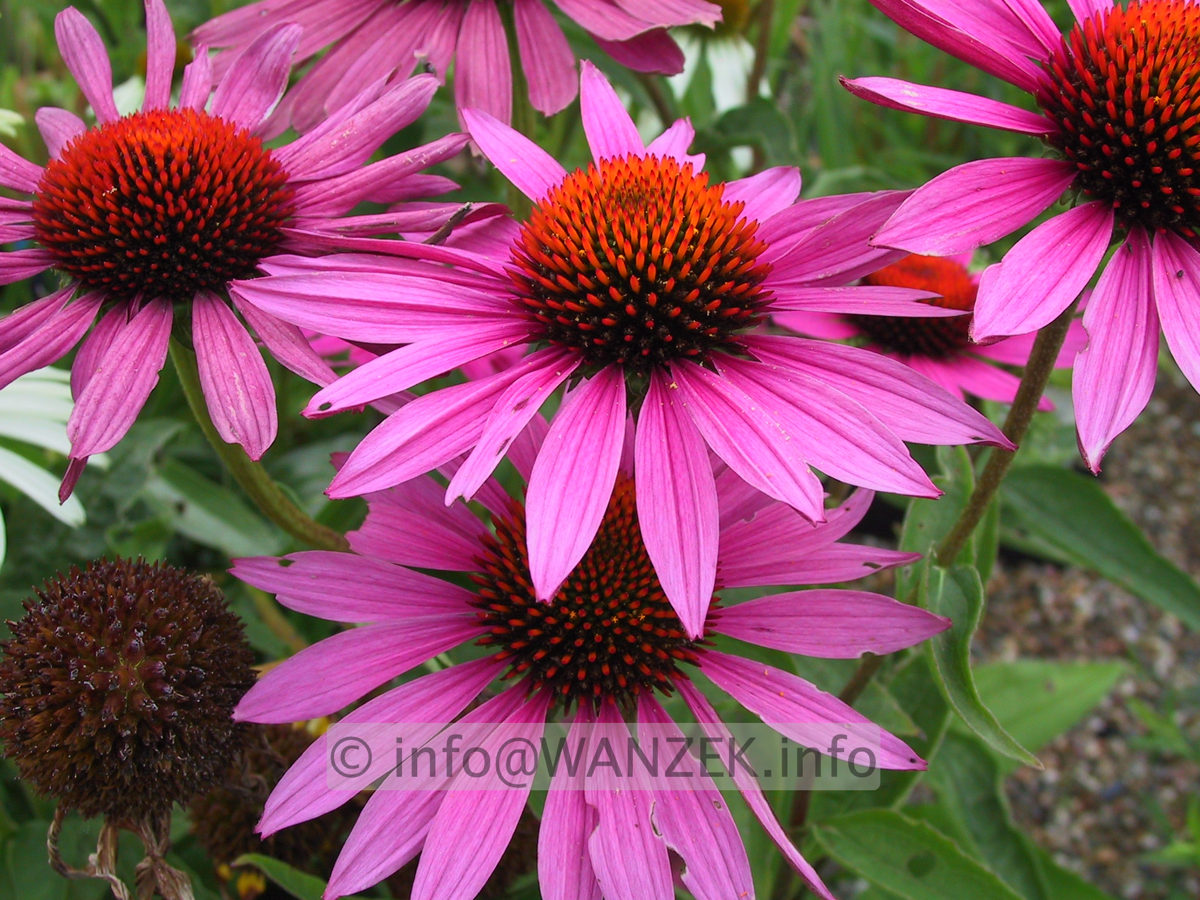 Echinacea purpurea Rubinstern 01.JPG